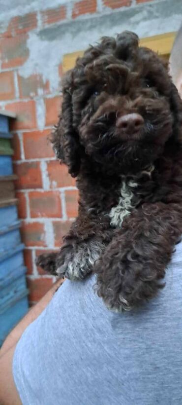 Psi: Prelepi štenci Lagoto Romanjolo dostupni za nove domove. Rođeni — 8