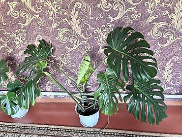 Бөлмө өсүмдүктөрү: Монстера делициоза (Monstera deliciosa) в горшке. - Крупное комнатное — 2
