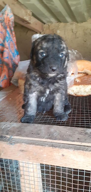 İtlər: Alman çoban iti, 1 ay — 11