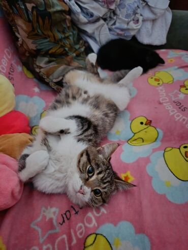 Отдам даром кошку: КОШКИ И КОТЯТА У НАС ПРИЮТ любой окрас есть можете выбрать у нас — 4