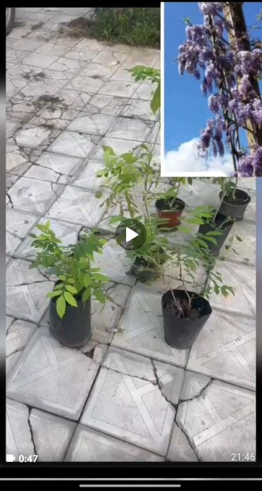 Ağaclar: Bağ bitkiləri – dekorativ ağac və kol sortları - Tulpan Maqnoliya — 17