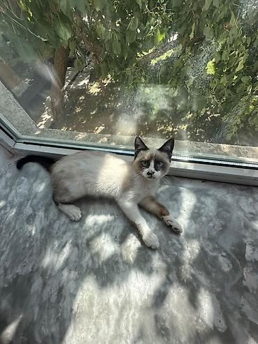 отдам обезьяну в добрые руки: Кошка даром: Экзотическая, 3 месяца, Девочка — 4