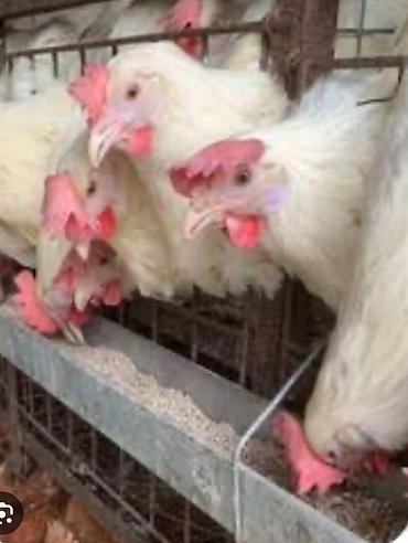 Птицы: Продаю несушек 300 голов 
1,5 года — 4