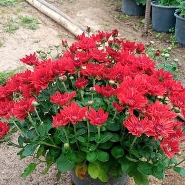 Otaq bitkiləri: Xrizantema payızgüllərinin topdan və pərakəndə satışı. Qiymətlər — 6