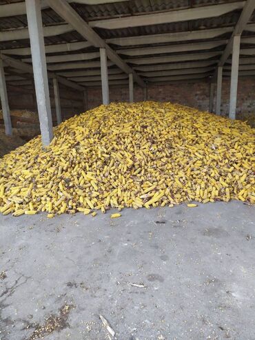 �������� �� ���������������������� ������������ в Кыргызстан | Корма для с/х животных: Продаю кукурузу в початках (немного прелая.) - склад находится в