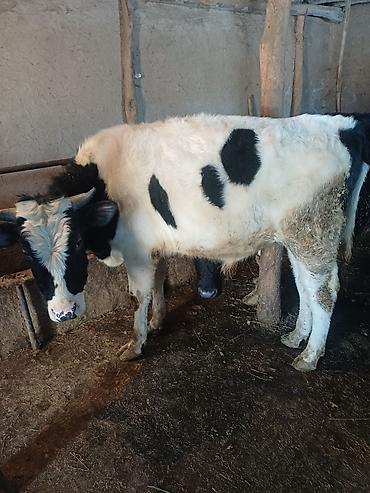 Коровы, быки: Продаю | Бык (самец) | На откорм | Привязанные at lalafo.kg — 9 Коровы, быки: Продаю | Бык (самец) | На откорм | Привязанные — 9