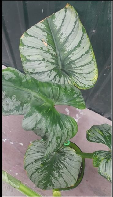 кум шыбакчы: Продаю филодрон сорт Мамей