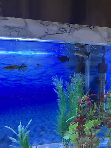 akvarium azn: Dördbucaq akvarium, Balıqlarla birlikdə, 30 l, Ünvandan götürmə — 3
