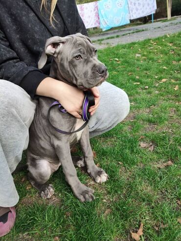 Другие животные: Продаем щенков кубинского питбультерьера, линейное разведение — 5