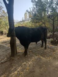 продам домик для кошки: Таза кандуу ангус сатылат баасы 330мин 3 жаш бою148