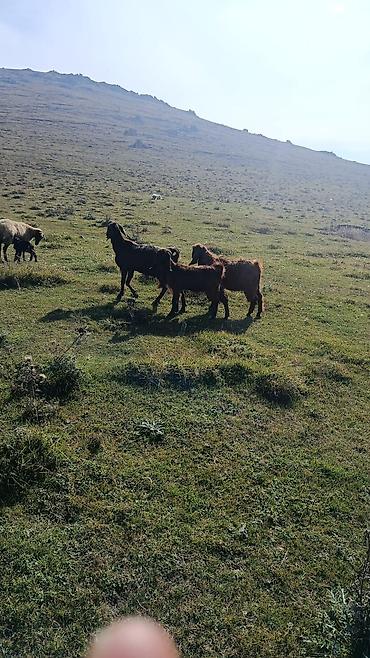 sane keci: Qoyun-keçi sürüsü satılır - Növ: qarışıq xırdabuynuzlu – keçilər və — 1