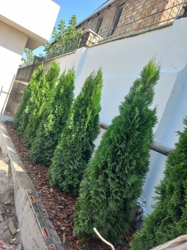 Дизайн, проектирование: Ландшафтный дизайн, система автополива Хантер, посев газона, украшения at lalafo.kg — 4 Дизайн, проектирование: Ландшафтный дизайн, система автополива Хантер, посев газона, украшения — 4