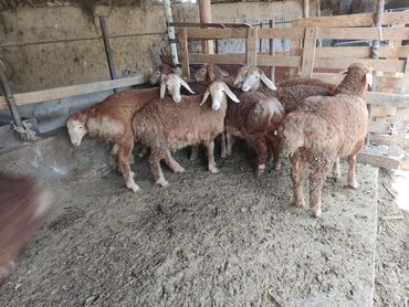 Продам с/х животных: Продаю | Ягненок | Арашан | Для разведения | Племенные
