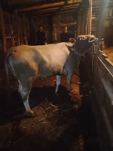ətlik inək cinsləri: Salam anqusdan dönme.ineydi.3 qarın doğub hündür ve uzundu tam