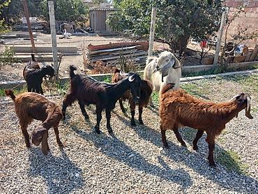 halep keçisi satilir: Təkə və keçilər – təsərrüfat üçün — 8