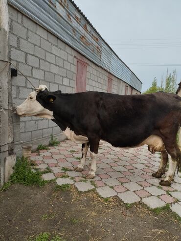самка корова: Продаю | Корова (самка) | Для молока | Стельные