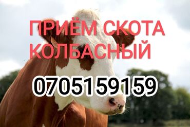 малга на скот: Куплю | Коровы, быки, Лошади, кони | Круглосуточно, Любое состояние, Забитый