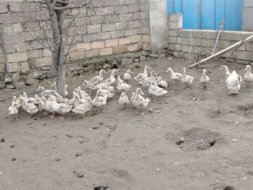 Ördəklər: Dilli ordekler — 6