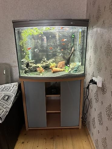 akvarum baligi: Zavod Tetra akvarium. Tam sbor butun alsesuarla birlikdə. Bahalı — 1