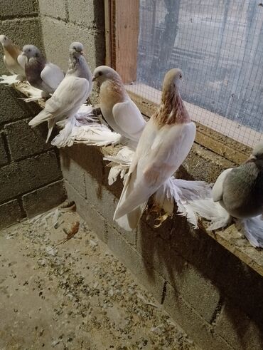 отдам даром охотничью собаку: Декоративные голуби с богатым оперением хвоста (тип павлиньих