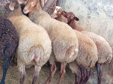 bakida cins ineklerin satisi: Diri cekisi 9.50 den verilecey zabrat 2 de yerləşir 6 dene di 2 erkey