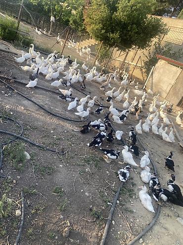 evdə ilbiz: Şəkillərdə müxtəlif növ ev quşları görünür: əsasən ağ qazlar, ördəklər — 5