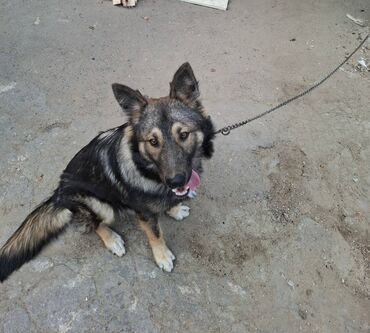 İtlər: 6 ayliqdir.korpelik weklide qoyulub.2-3 dil oyretmiwem otur uzan — 9