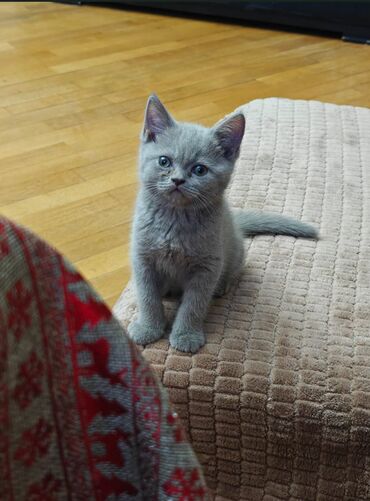 Pişiklər: Şotland, Erkək, Ünvandan götürmə — 9