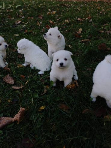 Psi: Nemački špic štenci - majka je naš kućni pas (ima je na slici gde na lalafo.rs — 6 Psi: Nemački špic štenci - majka je naš kućni pas (ima je na slici gde — 6