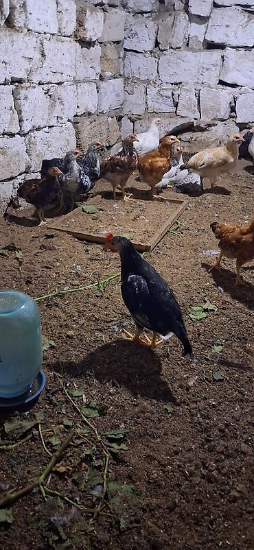 toyuq cüce: Məhsul: Yerli cins qarışıq cücələr TAM SAĞLAMDIR SAY 40 ƏDƏDDİ — 7