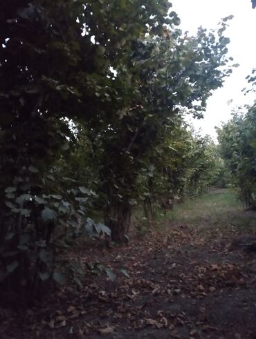 Bağ və bostan üçün digər məhsullar: Fındıq bağı – intensiv sıralı əkiliş - Məhsul: fındıq bağı — 3