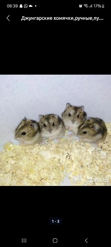 hamster kombat voucher: Хомячки по 150 сом клетки любая за 800 сом Клетки для хомяков/мелких — 2