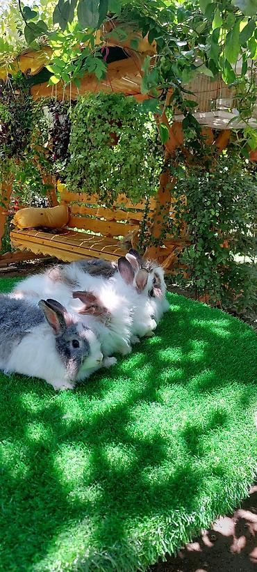 angora pişik: Angora tipli dekorativ dovşanlar - Uzun, yumşaq və tüklü yun örtüyü — 3