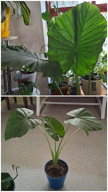 кок талаа: Алоказия «Калукулида» (Alocasia cucullata) – декоративно-лиственное — 1