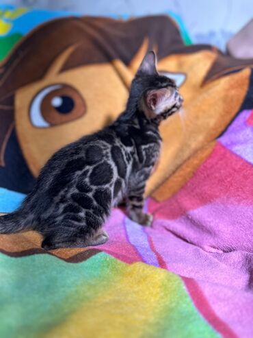 Продажа кошек: Бенгальская, 2 месяца, Девочка, Шоколадный, Приучена к лотку, Проглистована, С документами — 9