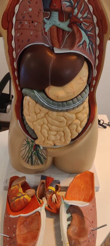 Ostali medicinski proizvodi: Torzo coveka sa otvorenim vratom i ledjima od 18 delova, kao novo — 13