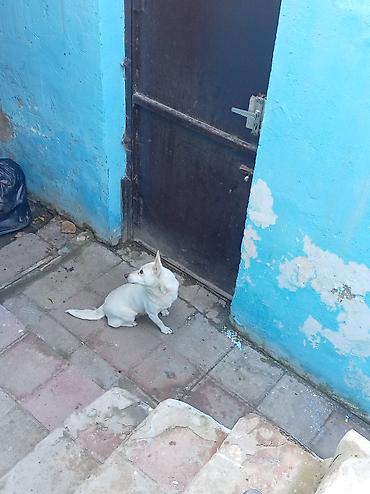 hamster yuvasi: Dişi zvanok it, 10 aylqdı,, həyətə necə lazımdısa qoruryur pişik — 4