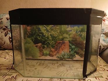 yumru akvarium satisi: Boş, 50 l, Ünvandan götürmə — 2