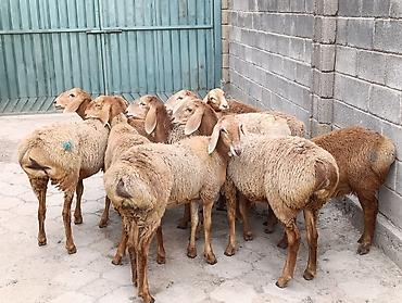 ак коён: Сатам | Козу | Арашан | Көбөйтүү үчүн | Токту — 9