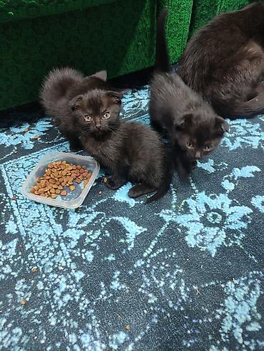 шотландский мышык: Черные шотландские котята (вислоухие) .4котёнка осталось с короткой — 2