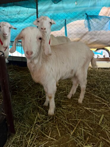 Козы, козлы: Продаю | Козёл (самец) | Битал | Для разведения — 16