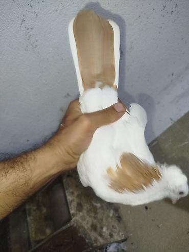 kakadu quşu: Qaqaş tüylü göyərçin – dekorativ cins - Rəng: ağ əsas, boyun — 5