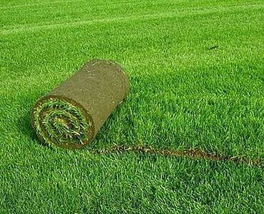 Другие виды семян и саженцев: Семена газона Газон Травка Любой сорт Клевер, спорт, мятлик — 6