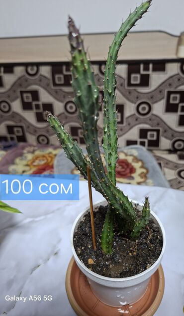 Кактусы: Продаю кактусы — 9