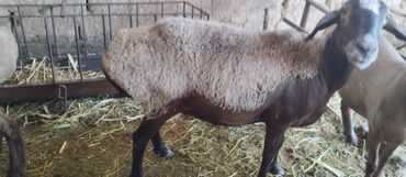 талас животные: Продаю | Овца (самка) | На забой | Матка