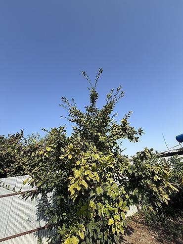 Torpaq sahələrinin satışı: 25 sot, Tikinti, Mülkiyyətçi, Kupça (Çıxarış) — 13