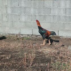 куплю щенка чихуахуа: Продаю | Петух | Для разведения