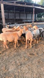 кыргыз добот ит: Продаю | Баран (самец) | На забой | Племенные at lalafo.kg кыргыз добот ит: Продаю | Баран (самец) | На забой | Племенные