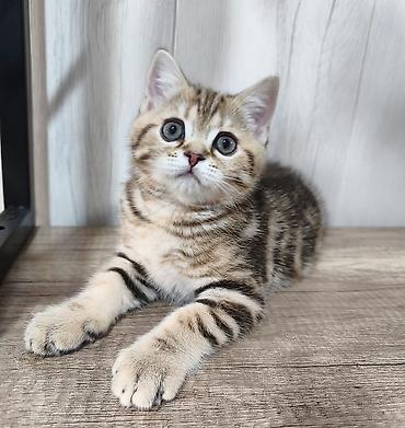 кошка породистый: Продается шотландский котенок Скоттиш Страйт Мальчик Окрас черный — 2