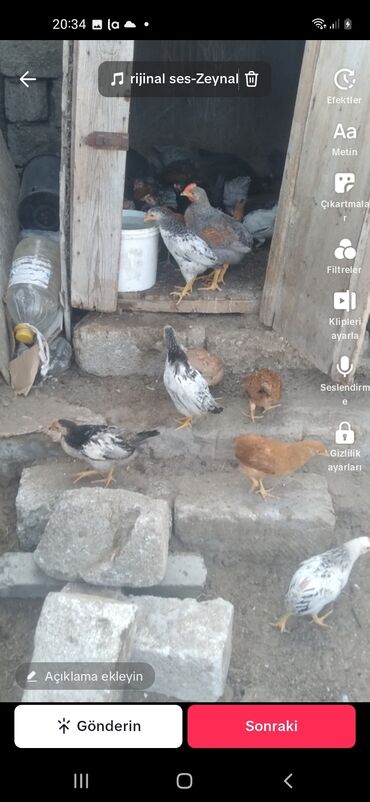 Digər quşlar: Ya Allah Salam olsun 75 gunluk 90 gunluklerde var hami 120 den coxdu